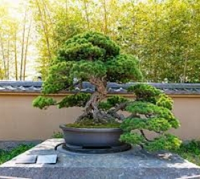 bonsai