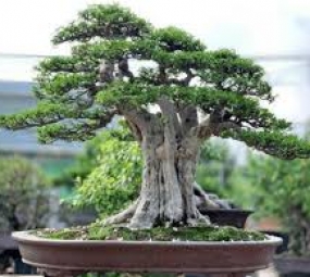 bonsai2