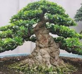 bonsai4