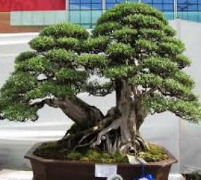 bonsai3