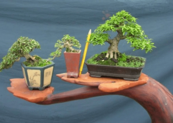 ky-thuat-co-ban-cua-bonsai