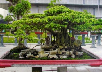 gia-tri-mang-tinh-tham-mi-cua-bonsai