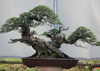 dattrong-tot-se-tao-ra-cay-bonsai-hoan-hao-hoan-chinh