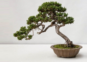 bonsai-cac-phuong-phap-tao-r-san-pham-truyen-giong